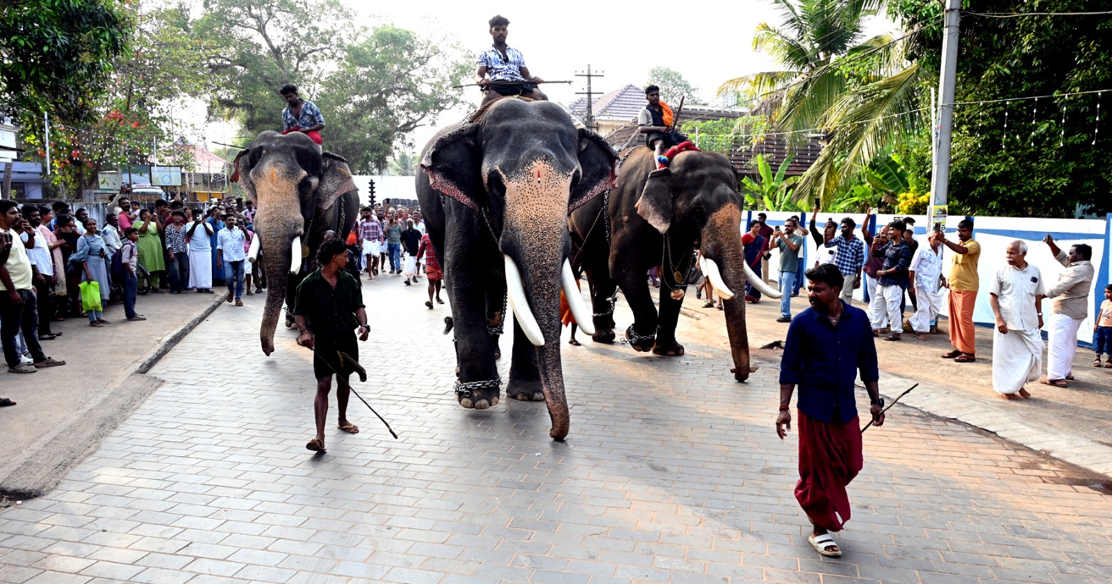 ആനയോട്ടത്തോടെ തിരുവഞ്ചിക്കുളം മഹാദേവ ക്ഷേത്രത്തിലെ ശിവരാത്രി ഉത്സവം ആരംഭിച്ചു